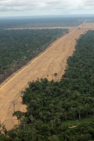 Stopping Amazon deforestation leads to lower hospital cases