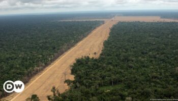 Stopping Amazon deforestation leads to lower hospital cases