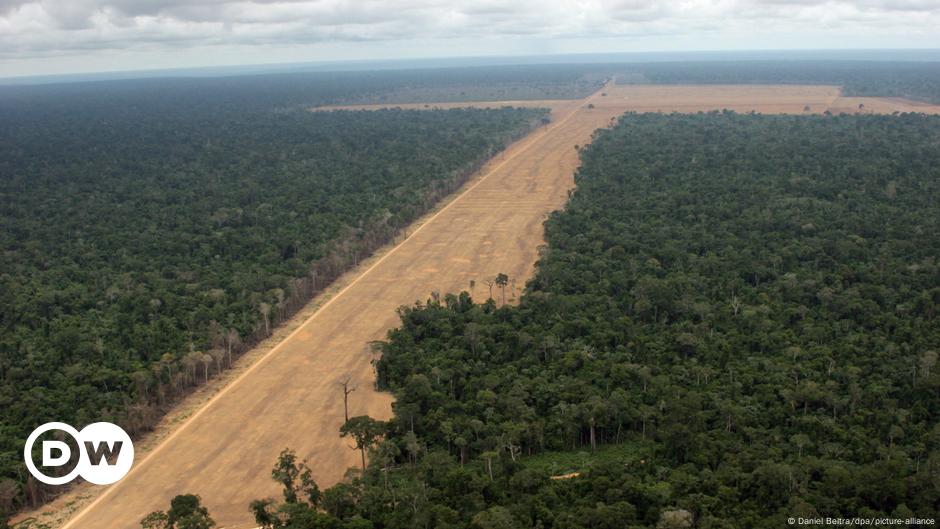 Stopping Amazon deforestation leads to lower hospital cases