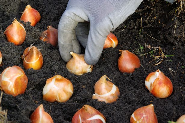 Stunning bulb you must plant in November for glorious blooms next spring