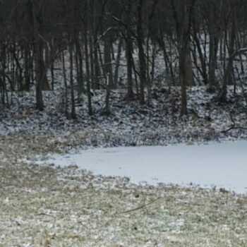 Suchbild: Augentest: Können Sie den perfekt getarnten Husky entdecken?