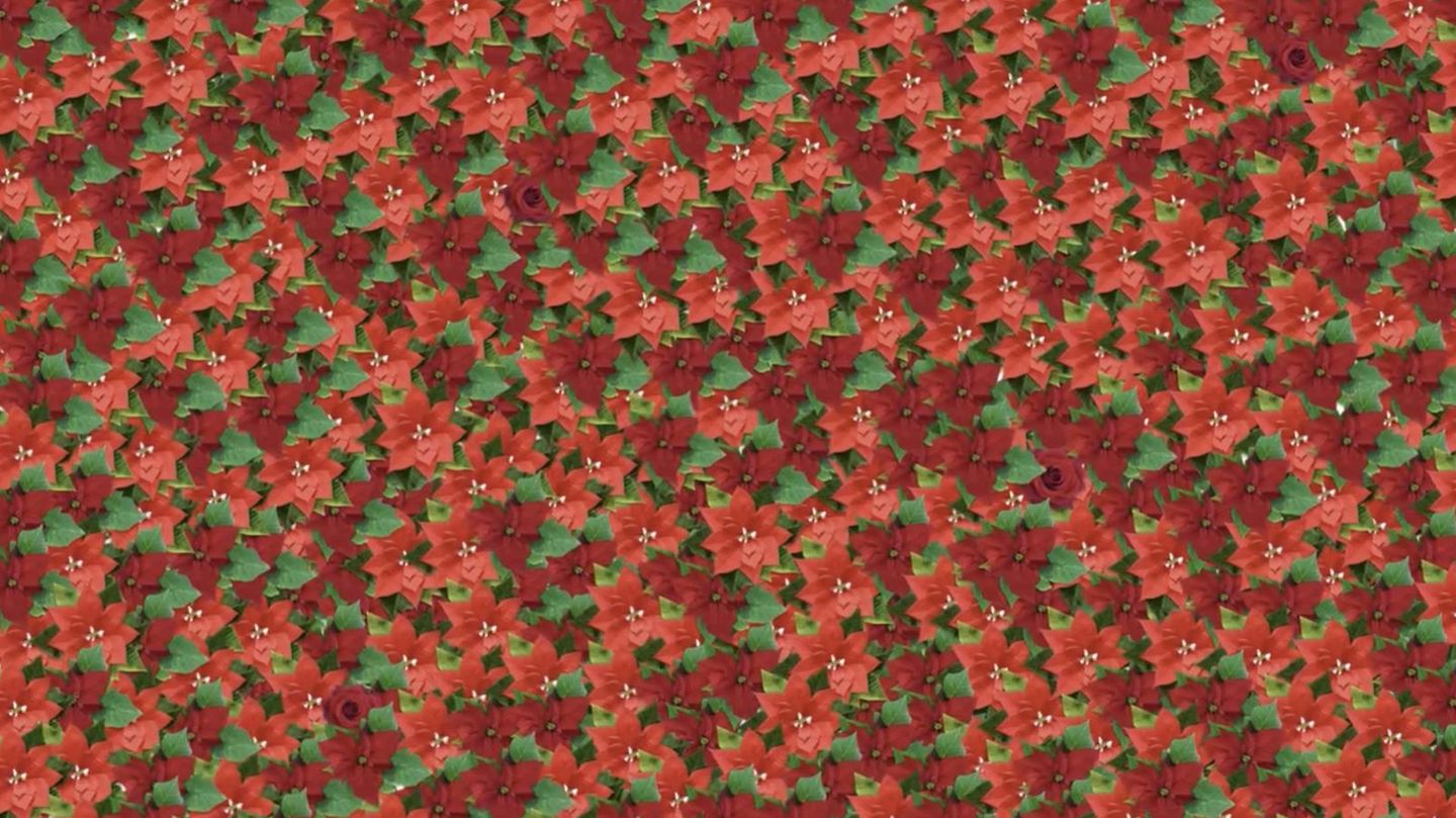 Suchbild: Schneller Augentest: Finden Sie die Rosen unter den Weihnachtssternen?