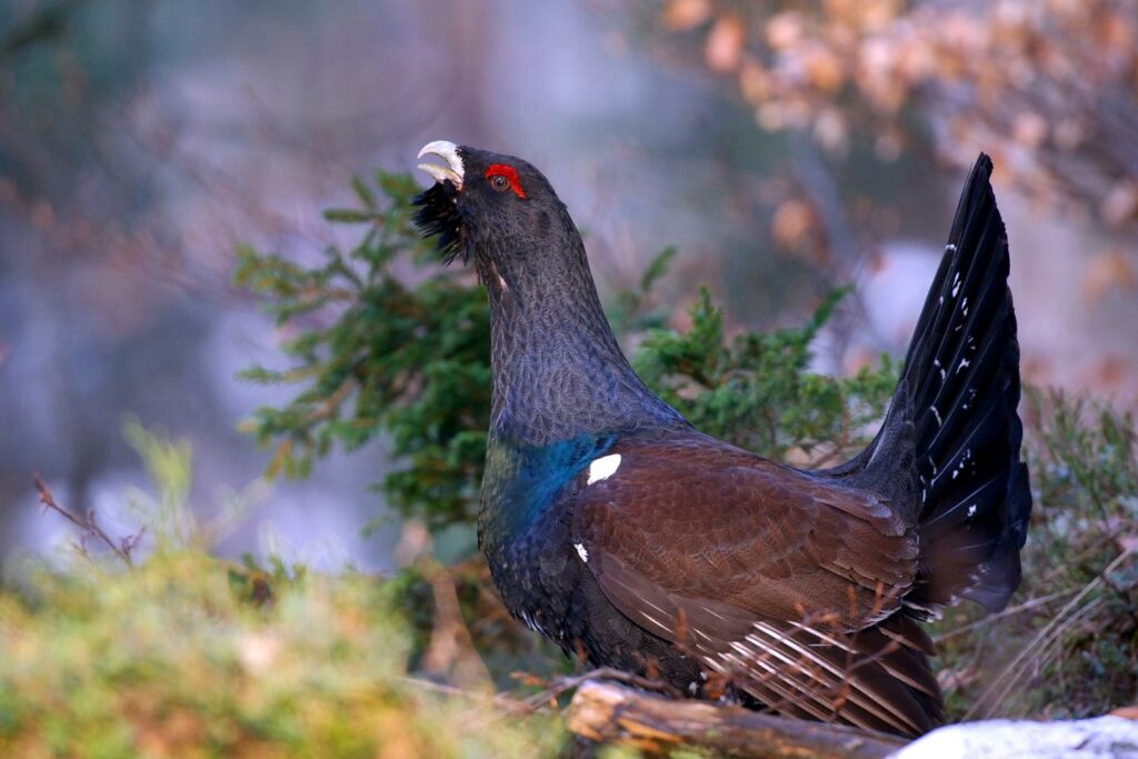 Sur les neuf grands tétras introduits il y a six mois dans les Vosges, cinq sont morts