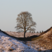 Sycamore Gap saplings to spread 'hope' across UK