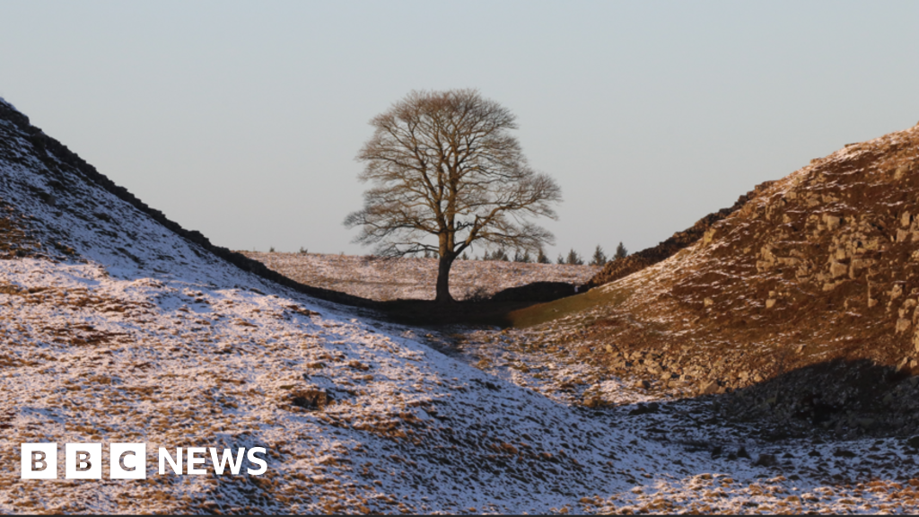 Sycamore Gap saplings to spread 'hope' across UK