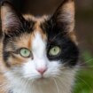 Tierquälerei in Oberhaching: Katze verstümmelt und getötet