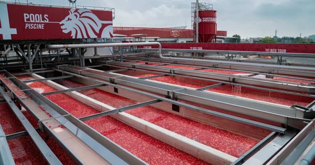 Tomates: face à la surproduction chinoise le géant italien Mutti tente de résister