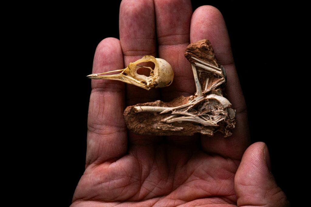 Un fossile d’oiseau vieux de 80 millions d’années découvert au Brésil