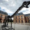 Un squelette géant de dinosaure vendu 6 millions d’euros dans les Yvelines