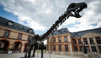 Un squelette géant de dinosaure vendu 6 millions d’euros dans les Yvelines