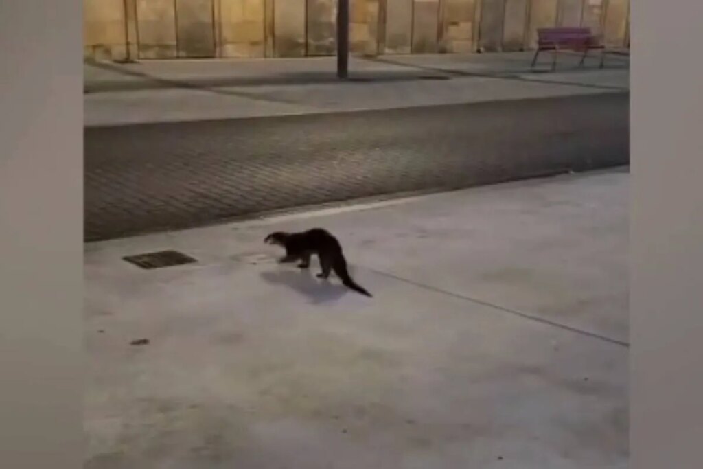 Una nutria se pasea por las calles de Avilés, muerde a un hombre y acaba retenida por la policía local en un banco