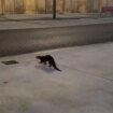 Una nutria se pasea por las calles de Avilés, muerde a un hombre y acaba retenida por la policía local en un banco