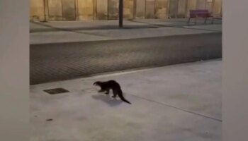 Una nutria se pasea por las calles de Avilés, muerde a un hombre y acaba retenida por la policía local en un banco