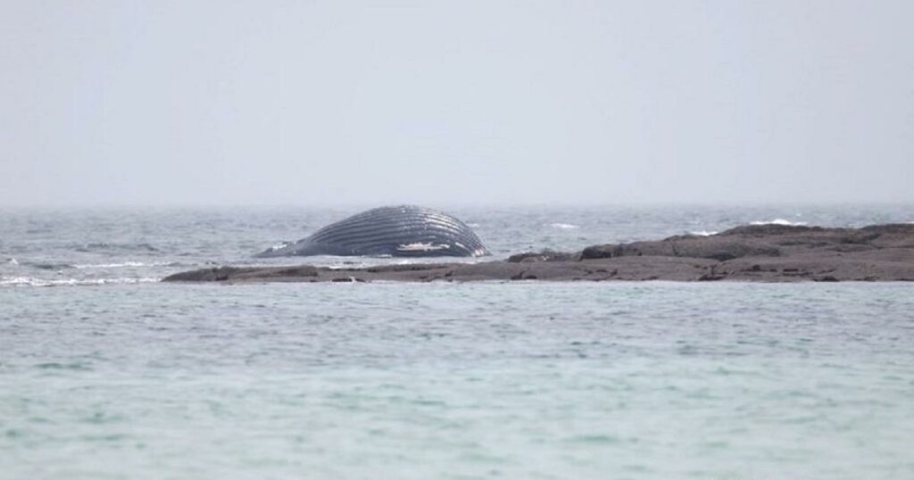 Une baleine retrouvée morte sur une plage de la Manche