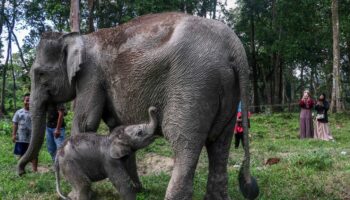 Une éléphante de Sumatra est née en Indonésie, un événement rare pour une espèce en danger critique d’extinction