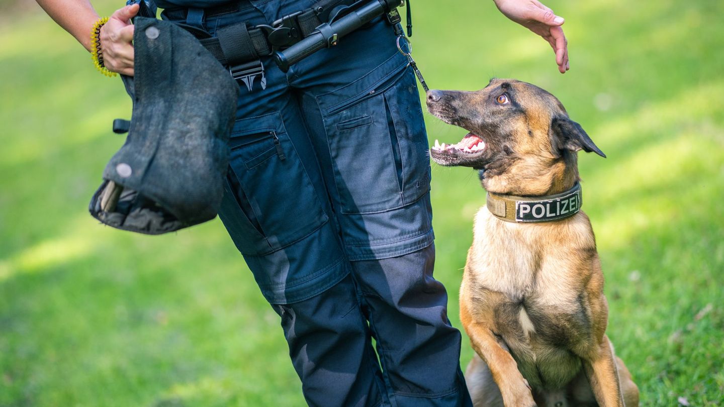 Nach einem Autounfall ist bei Burgdorf ein Polizeihund entlaufen. (Symbolbild) Foto: Mohssen Assanimoghaddam/dpa