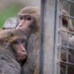 Wanted: Aux Etats-Unis, la police à la recherche de 43 macaques en cavale