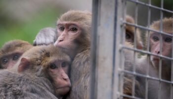 Wanted: Aux Etats-Unis, la police à la recherche de 43 macaques en cavale