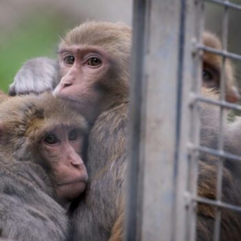 Wanted: Aux Etats-Unis, la police à la recherche de 43 macaques en cavale