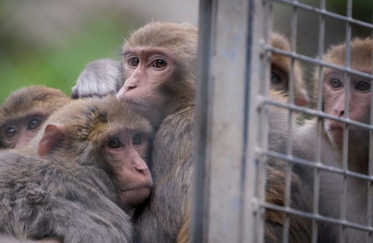 Wanted: Aux Etats-Unis, la police à la recherche de 43 macaques en cavale