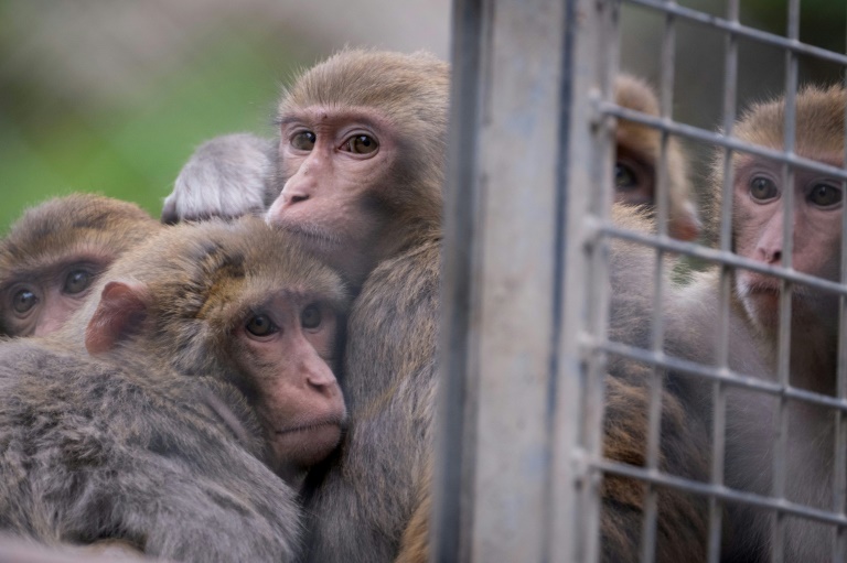 Wanted: Aux Etats-Unis, la police à la recherche de 43 macaques en cavale