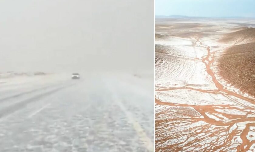 Weiß bedeckte Kamele: Saudi Arabien: In dieser Wüstenregion fällt das erste Mal Schnee