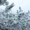 Wetterprognose: Der Winter meldet sich (kurz) an – erster Schnee in Deutschland