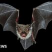 Why does it cost £100m for HS2 to protect bats?