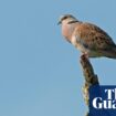 Wild bird numbers continue ‘alarming’ decline in UK, Defra figures show