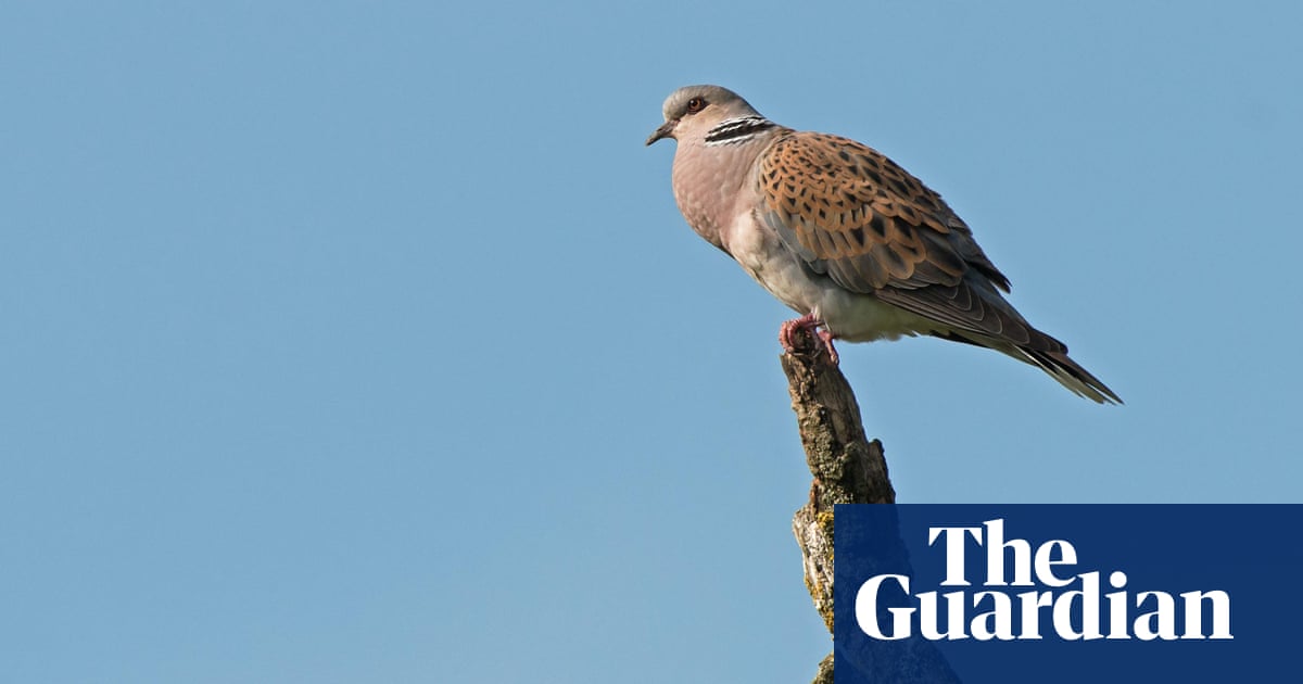 Wild bird numbers continue ‘alarming’ decline in UK, Defra figures show