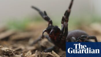 ‘Learn how to safely catch funnel-webs’: Sydneysiders tasked with hunt for venom as spiders’ breeding season begins