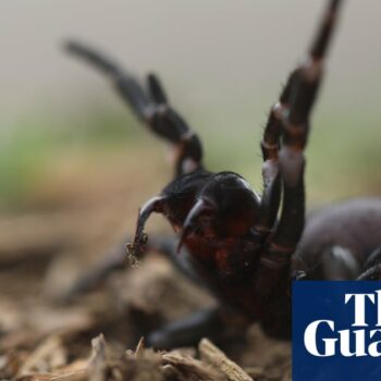 ‘Learn how to safely catch funnel-webs’: Sydneysiders tasked with hunt for venom as spiders’ breeding season begins