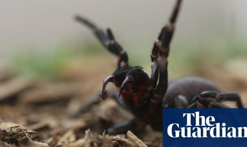 ‘Learn how to safely catch funnel-webs’: Sydneysiders tasked with hunt for venom as spiders’ breeding season begins