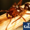 ‘One of the world’s worst super pests’: fire ants escape Queensland in ‘treated turf’ brought into NSW