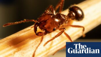 ‘One of the world’s worst super pests’: fire ants escape Queensland in ‘treated turf’ brought into NSW