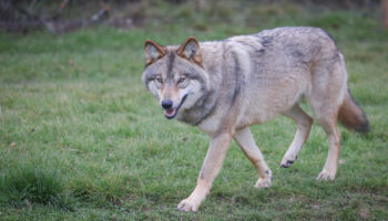 1013 loups en France : l’État autorise l’abattage de 192 d’entre eux en 2025, « pas à la hauteur » pour les éleveurs