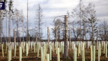 Können Staaten rechtlich zum Klimaschutz verpflichtet werden?