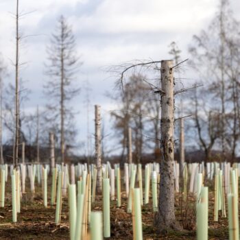 Können Staaten rechtlich zum Klimaschutz verpflichtet werden?