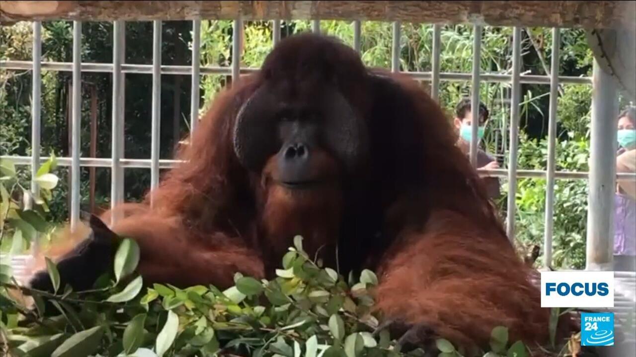 L’Indonésie, plaque tournante du trafic d’animaux sauvages