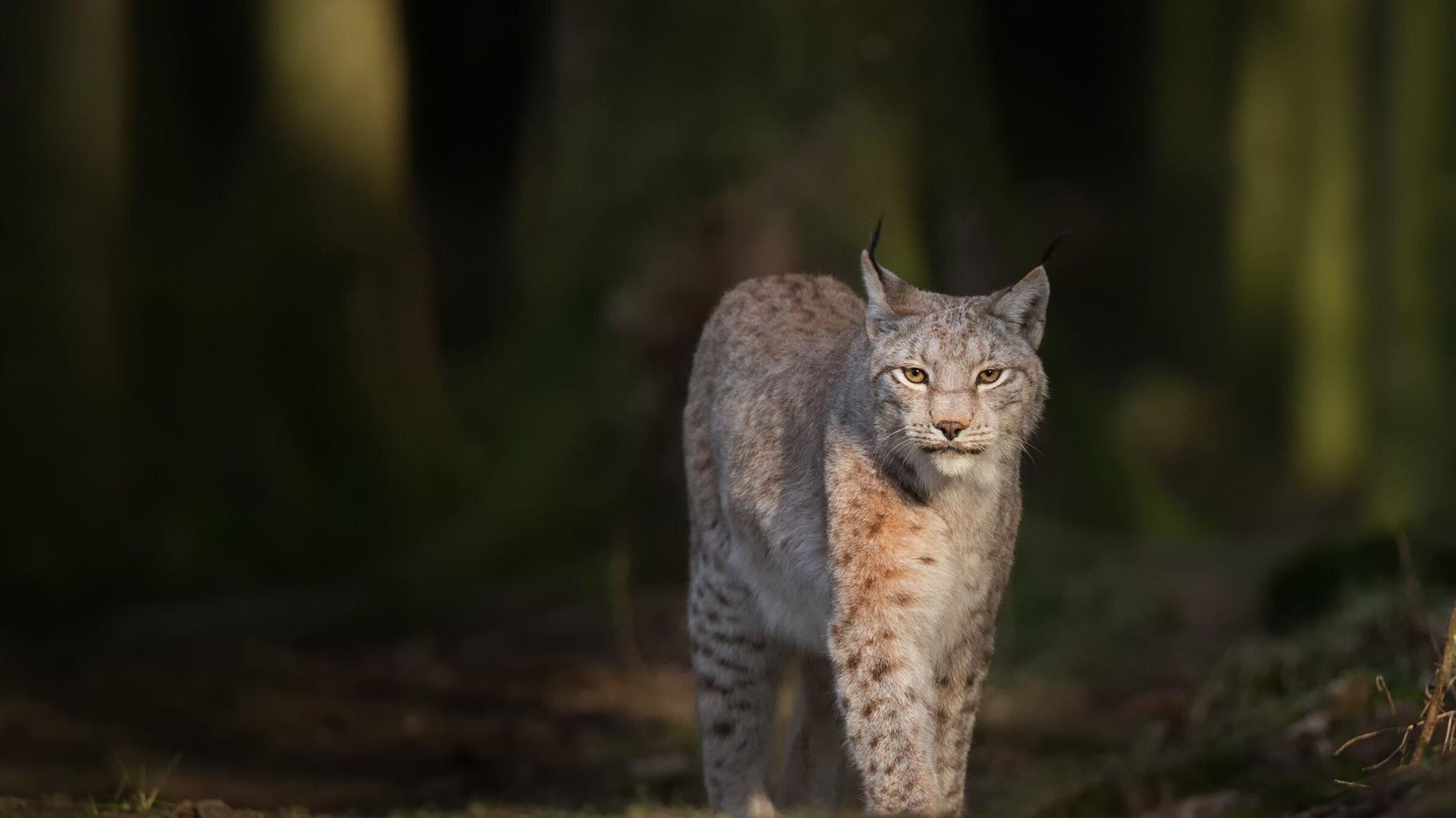 Trois lynx abattus dans le Jura suisse par erreur, par un chasseur qui avait l’autorisation de tuer des loups