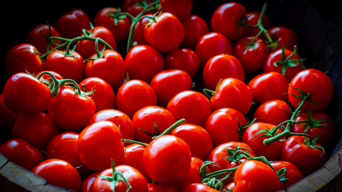 Les tomates de sauces dites italiennes proviendraient en réalité du travail forcé des Ouïghours en Chine