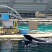 Animaux : l'accueil des orques du Marineland d'Antibes en suspens