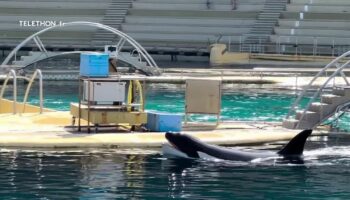 Animaux : l'accueil des orques du Marineland d'Antibes en suspens