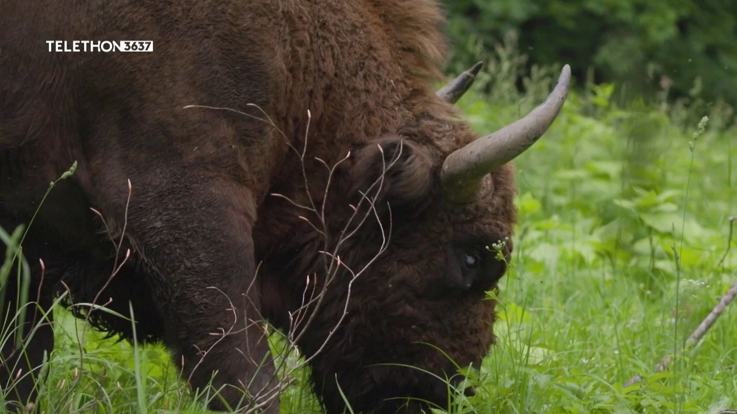 Roumanie : le bison d'Europe réintroduit avec succès