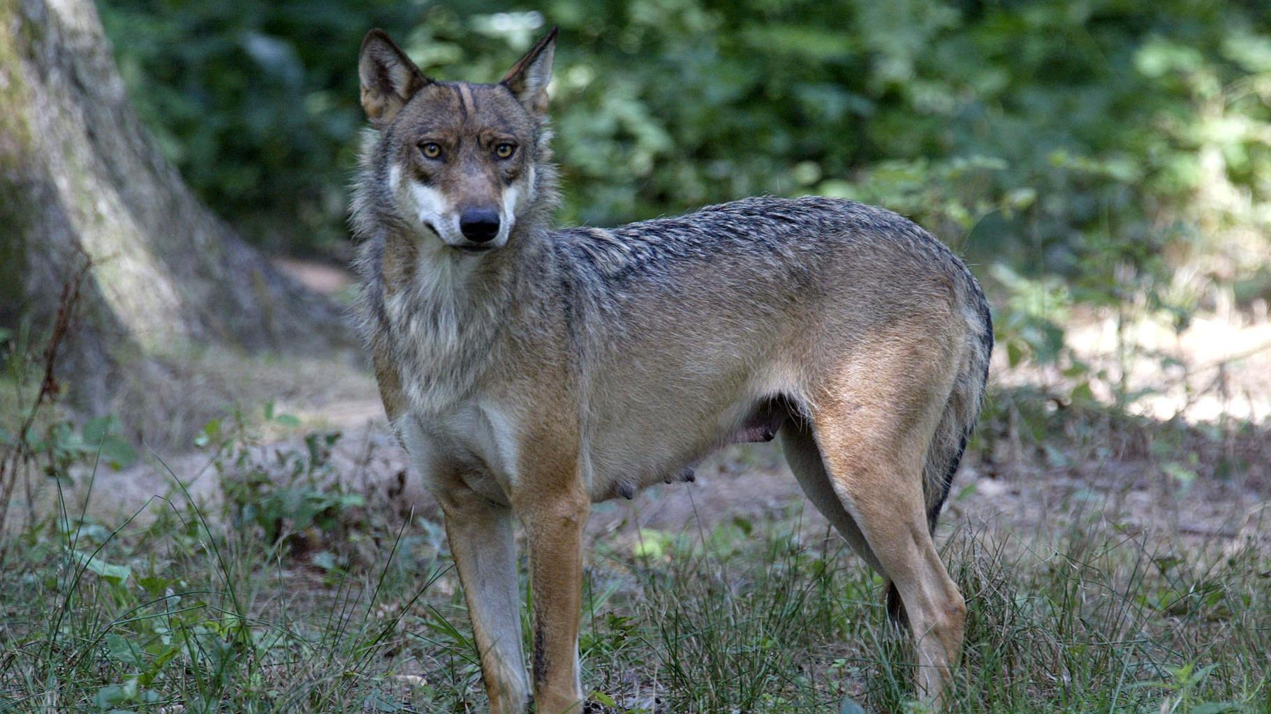 Loup en Europe : ce que va changer le déclassement de la protection du canidé voté par l’UE