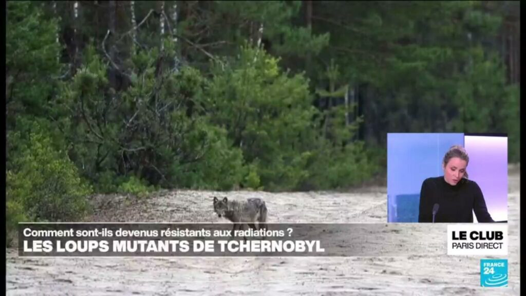 Comment les loups mutants de Tchernobyl sont-ils devenus résistants aux radiations ?