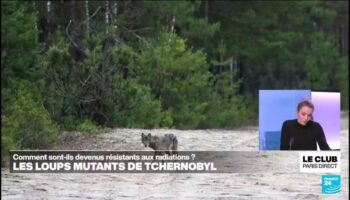 Comment les loups mutants de Tchernobyl sont-ils devenus résistants aux radiations ?