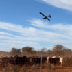 Australie : rencontre avec Ben Mason, cow-boy des airs du Queensland