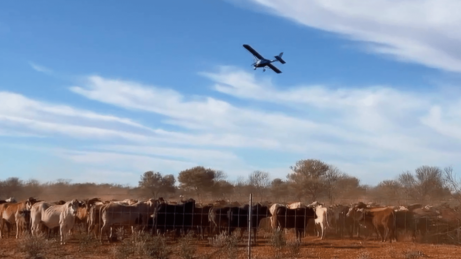 Australie : rencontre avec Ben Mason, cow-boy des airs du Queensland