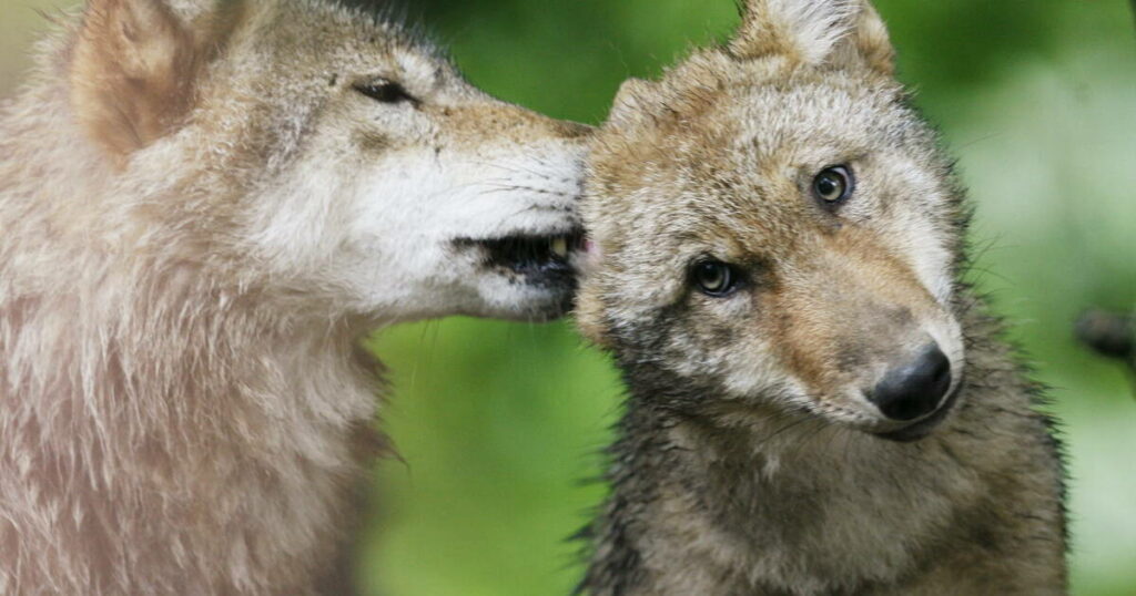 «L’abaissement de la protection du loup en Europe est une décision politique, infondée scientifiquement»